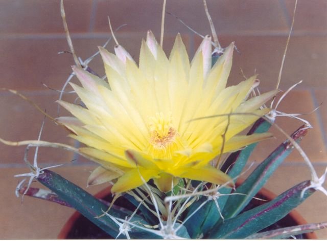 Leuchtenbergia_principis_2